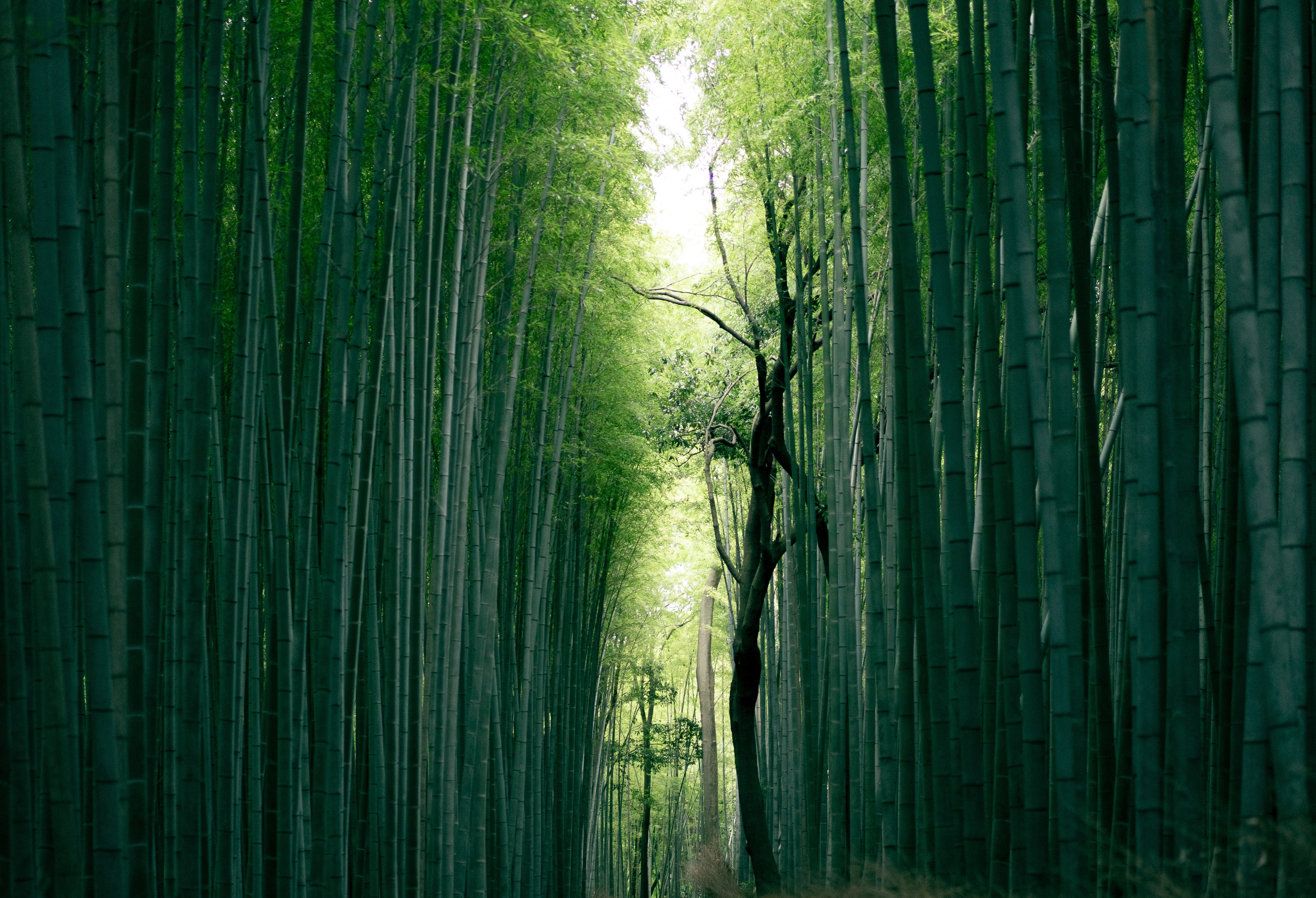 Photo by JuniperPhoton: Bamboo in Kyoto